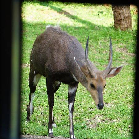 玛洛斯帕克Giraffe Plains别墅 外观 照片