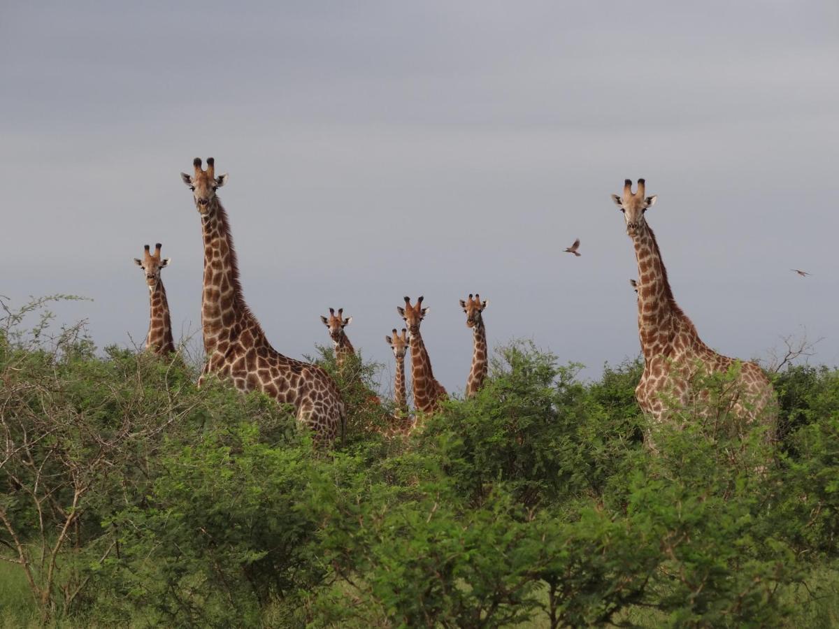 玛洛斯帕克Giraffe Plains别墅 外观 照片