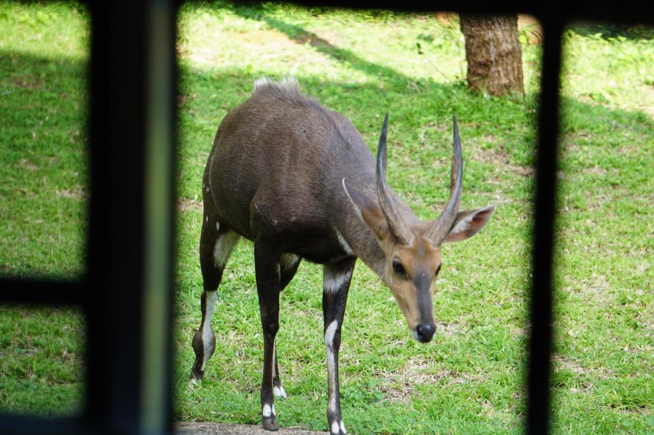 玛洛斯帕克Giraffe Plains别墅 外观 照片